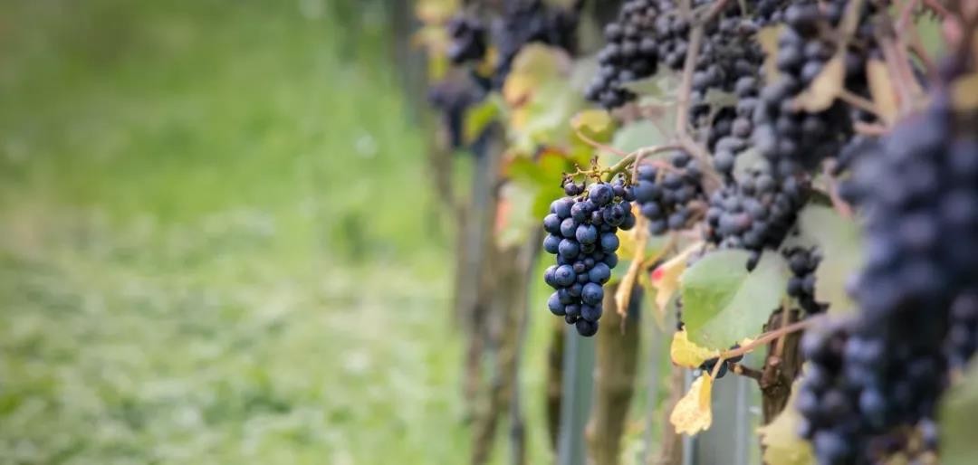 Pinot noir originates from Burgundy in France and excels in cool climates